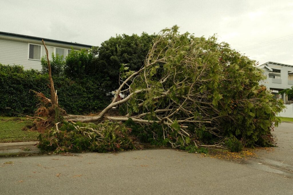 a downed tree after a storm